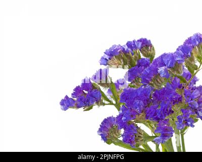 Floraison de la mer Lavande, Limonium sinuatum, sur fond blanc Banque D'Images