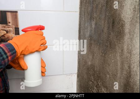 moule sur le mur, une Humain main dans une caoutchouc gant