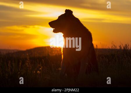 Un berger allemand regarde le coucher du soleil Banque D'Images