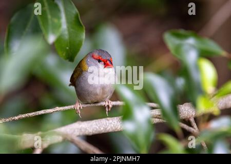 Un mâle de finch brun rouge, neochmia temporalis, perché dans la forêt. Le petit oiseau mangeant des graines est un finch en oestrildide qui habite la côte est d'au Banque D'Images