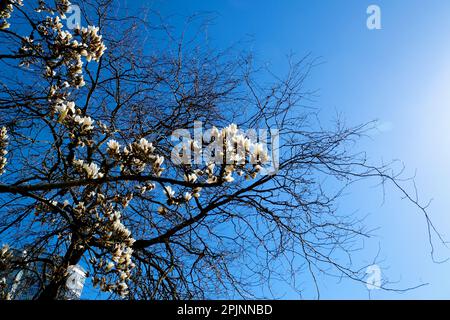 Fleurs de magnolia blanches chinoises ou soucoupe, grandes fleurs de magnolia sur le fond de branches flétrissent d'un autre arbre de la vie la mort comparaison de la jeunesse et de la vieillesse Banque D'Images