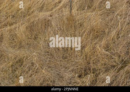 L'herbe sèche, écrasée par le vent et la pluie, se trouve dans un champ. Herbe morte jaune, fond naturel. Banque D'Images