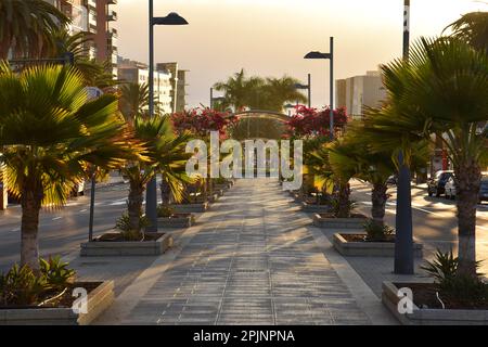 Passerelle pavée avec palmiers, Avenida Tres de Mayo, Santa Cruz de Tenerife, îles Canaries Espagne. Banque D'Images