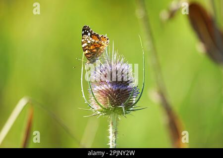 Papillon sur une belle fleur dans un pré par une journée ensoleillée Banque D'Images