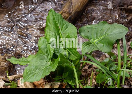 Arum maculatum dans l'habitat. Nakeshead d'aka, racine d'adder, arum sauvage, nénuphars, seigneurs et dames, diables et anges, vaches et taureaux, couckoo-pint, Adam Banque D'Images