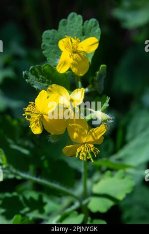 Fleurs de Chelidonium jaune, communément connues sous le nom de célandine ou tétermoort, au bord de la forêt. Banque D'Images