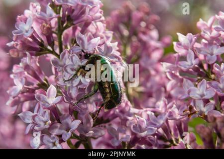 Le bronze doré, Cetonia aurata, est une espèce de bronze ailé de la sous-famille des bronzes, Cetoniinae. Le scarabée de bronze recueille le nectar et le pollen de la flo Banque D'Images