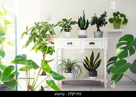 Plantes de maison variete dans la chambre, jardin intérieur concept Banque D'Images