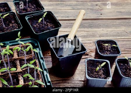 Transplantation, plongée pousses de tomate dans des pots de tourbe biodégradables en pots réutilisables et outils de jardinage sur la surface en bois, jardinage à la maison et gr Banque D'Images