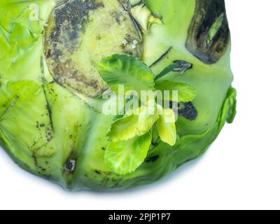 Un germe a éclaté à partir d'une tête de chou. Nouveau concept de vie. Faire pourrir le chou avec les pousses. Légumes pourris sur fond blanc. Régime alimentaire cru. Déjeuner i Banque D'Images