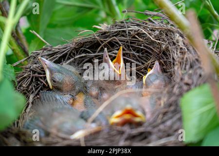 Nid d'oiseau avec de jeunes oiseaux poussins Blackbird eurasien. Petits oiseaux noirs affamés avec des becs ouverts. Banque D'Images