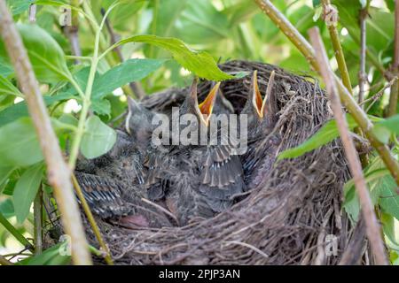 Nid d'oiseau avec de jeunes oiseaux poussins Blackbird eurasien. Petits oiseaux noirs affamés avec des becs ouverts. Banque D'Images
