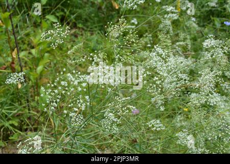 Le printemps pousse dans la nature Falcaria vulgaris Banque D'Images