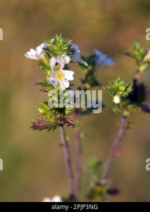Euphrasie pousse dans la nature parmi les herbes Banque D'Images