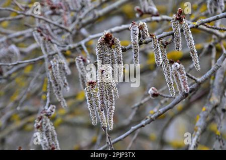 Les boucles d'oreilles Aspen (Populus tremula, Populus pseudotremula) fleurissent dans la nature au printemps Banque D'Images