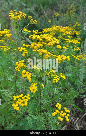 Tansy ordinaire (Tanacetum vulgare) fleurit dans la prairie à l'état sauvage Banque D'Images