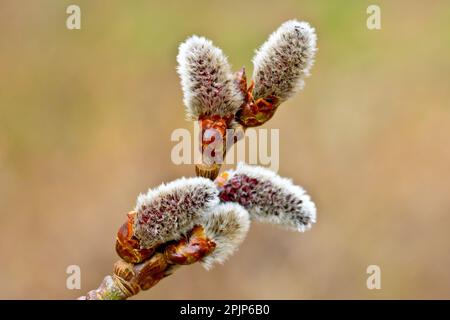 Peuplier gris (populus canescens), gros plan montrant un groupe de chatons mâles émergeant de leurs bourgeons à l'extrémité d'une branche. Banque D'Images