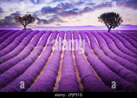 Provence, France. Le soleil doré se couche sur les champs de lavande parfumés de Valensole, peignant le ciel avec une teinte chaude et vibrante. Banque D'Images