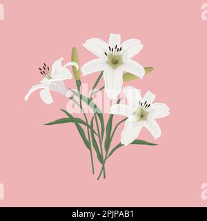 Lys blancs avec bourgeons et feuilles vertes sur fond rose. Fleurs d'été. Illustration vectorielle Illustration de Vecteur