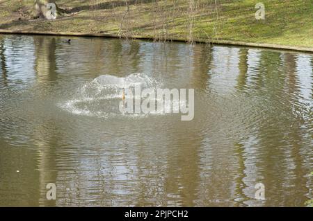 Petite fontaine dans un étang avec de l'eau courante Banque D'Images