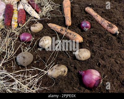 KIEV, UKRAINE - le 03 AVRIL 2023 - les carottes, les oignons et les pommes de terre sont éparpillés sur la surface du sol lors de l'ouverture du musée Borscht, Kiev, capitale de l'Ukraine. Banque D'Images