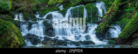 Lower Falls, Cataract Canyon, le Mont Tamalpais, comté de Marin, en Californie Banque D'Images