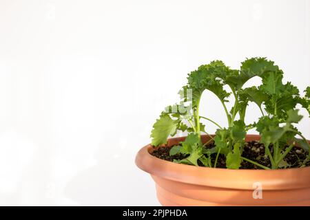 Pousses de chou kale en pot. Photo horizontale. Copier l'espace Banque D'Images
