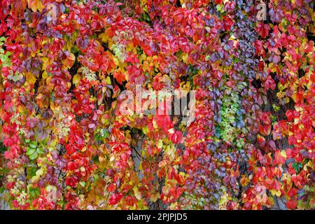 Belles feuilles rouges dentelées de Parthenocissus quinquefolia par beau temps ensoleillé. Arrière-plan de l'automne. Arrière-plan, texture de l'automne feuilles de Pa colorées et lumineuses Banque D'Images