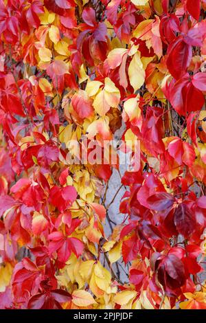 Feuilles jaune-rouge de plante d'escalade automnale. Espèces de Parthenocissus. Banque D'Images