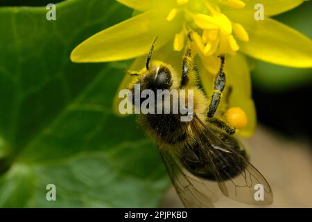 Abeille (API mellifera) sur une fleur, collectant le pollen, la macro photographie, les insectes, la pollinisation Banque D'Images