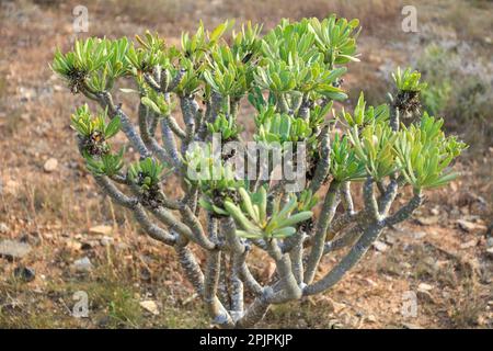 Arbre endémique des îles Canaries bougie - plante, Kleinia neriifolia Banque D'Images