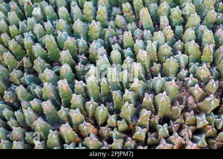 Tapis de cactus. Euphorbia resinifera Banque D'Images