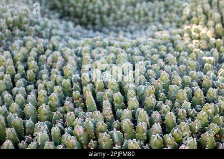 Tapis de cactus. Euphorbia resinifera Banque D'Images