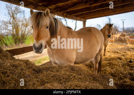 Le cheval du Fjord ou le cheval du Fjord norvégien. Cheval dans un foin stable de manger Banque D'Images