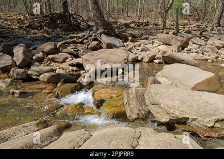 Arbre dont les racines exposées poussent sur la rive rocheuse et éclaboussant l'eau entre les rochers de la rivière avec les bois en arrière-plan sur un soleil Banque D'Images