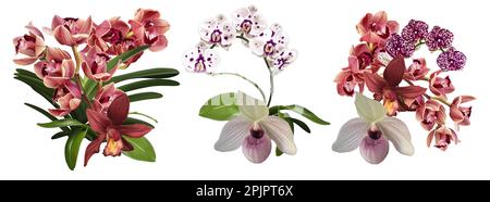 Ensemble aquarelle de bouquet d'orchidées. Fleurs réalistes de phalaenopsis, de cymbidium, de cumbria et de Paphiopedilum Banque D'Images