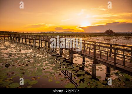 Le paysage du marais de Lotus Sam Roi Yot près du village de Kui Buri au Hat Sam Roi Yot dans la province de Prachuap Khiri Khan en Thaïlande, Banque D'Images