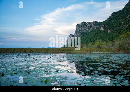 Le paysage du marais de Lotus Sam Roi Yot près du village de Kui Buri au Hat Sam Roi Yot dans la province de Prachuap Khiri Khan en Thaïlande, Banque D'Images