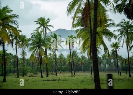 Agriculture champs au village Pak Nam Pran près de la ville de Pranburi et de la ville de Hua Hin dans la province de Prachuap Khiri Khan en Thaïlande, Banque D'Images