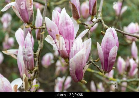 Fleurs roses ou fleurs sur Magnolia liiflora var.. Arbuste ou arbre gracilis en avril, Surrey, Angleterre, Royaume-Uni Banque D'Images