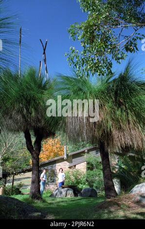 'Black Boys' ou herbe-arbres (Xanthorrhoea australis) dans le jardin dans les montagnes de Watagan, Central Coast, Nouvelle-Galles du Sud, Australie. Banque D'Images