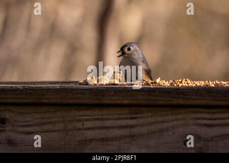 Gros plan d'un oiseau titmouse touffeté perché sur un mangeoire avec de la nourriture Banque D'Images