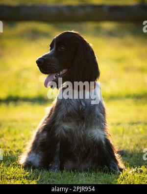 Blue Roan English Cocker chiot Banque D'Images