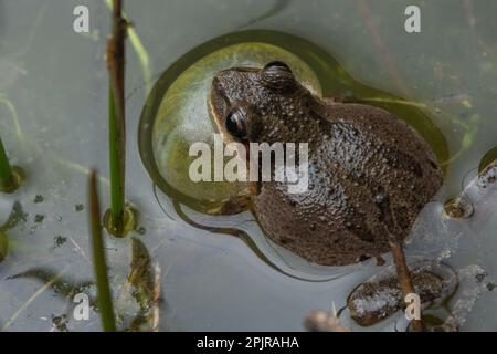 Chœur Frog (Pseudacris sierra) appelant et vochant avec un sac de gorge gonflé d'un étang vernal dans le comté de Santa Calra, Californie. Banque D'Images