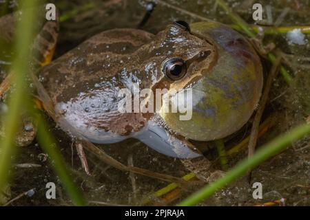 Chœur Frog (Pseudacris sierra) appelant et vochant avec un sac de gorge gonflé d'un étang vernal dans le comté de Santa Calra, Californie. Banque D'Images