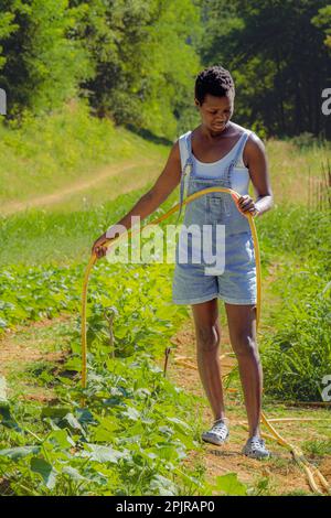 Petite femme africaine aux cheveux courts arroser le jardin potager avec un tuyau en prenant soin des légumes dans la ferme biologique portant des salopettes en denim Banque D'Images