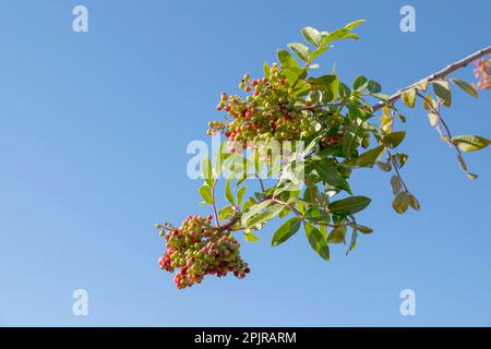 peppertree brésilien (Schinus terebinthifolia), peuplement de fruits, Maroc Banque D'Images