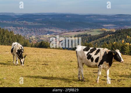 Vache avec une vue sur le paysage de forêt de Thuringe Banque D'Images