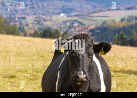 Vache avec une vue sur le paysage de forêt de Thuringe Banque D'Images