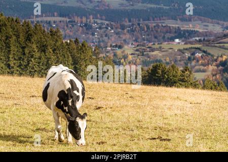 Vache avec une vue sur le paysage de forêt de Thuringe Banque D'Images